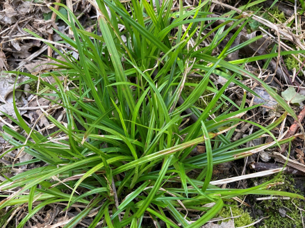 Carex sylvatica © cetchemendy