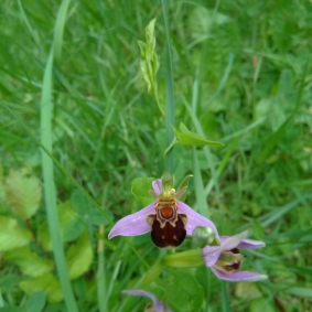 Ophrys apifera©mdelagnes