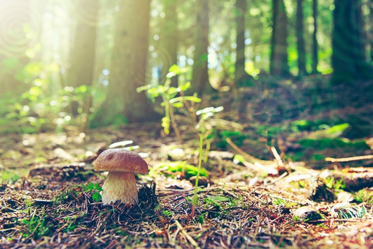 Sortie champignons Vignette