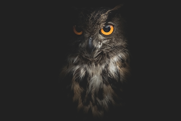 Sortie rapaces nocturnes Vignette