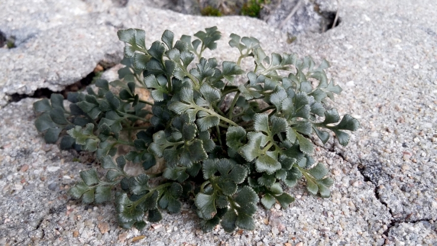 asplenium-ruta-muraria Vignette
