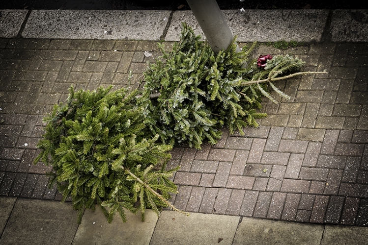 Dépôts collecte sapins Vignette