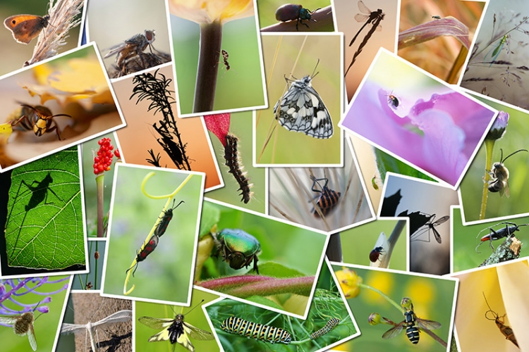 Sortie nature atlas biodiversité Vignette