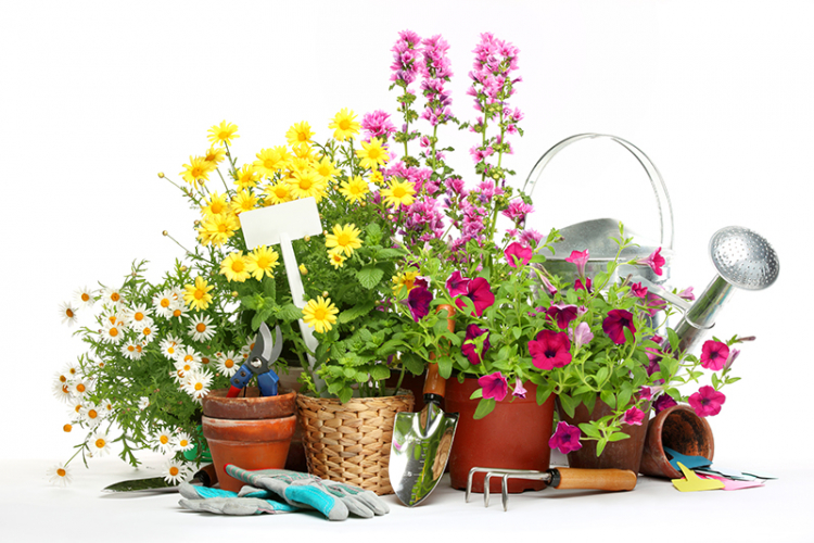 Vente plantes Institut Le Clos