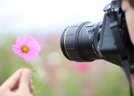 Photo d'une fleur rose