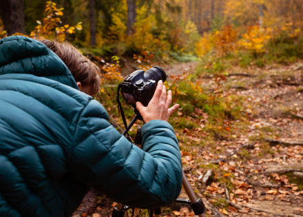 Photographier un arbre